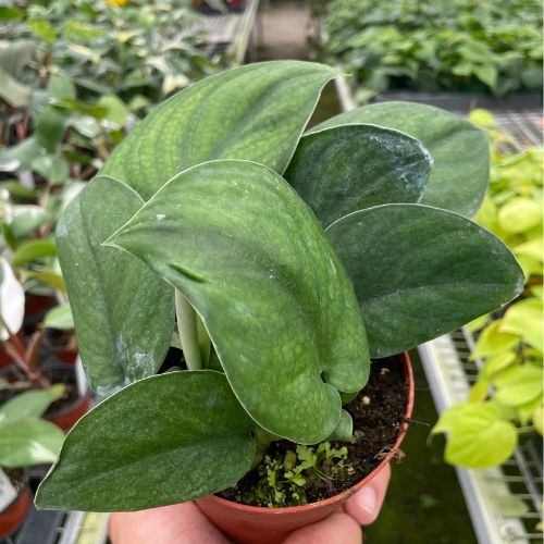 Pothos 'Jade Satin' House Plant Dropship