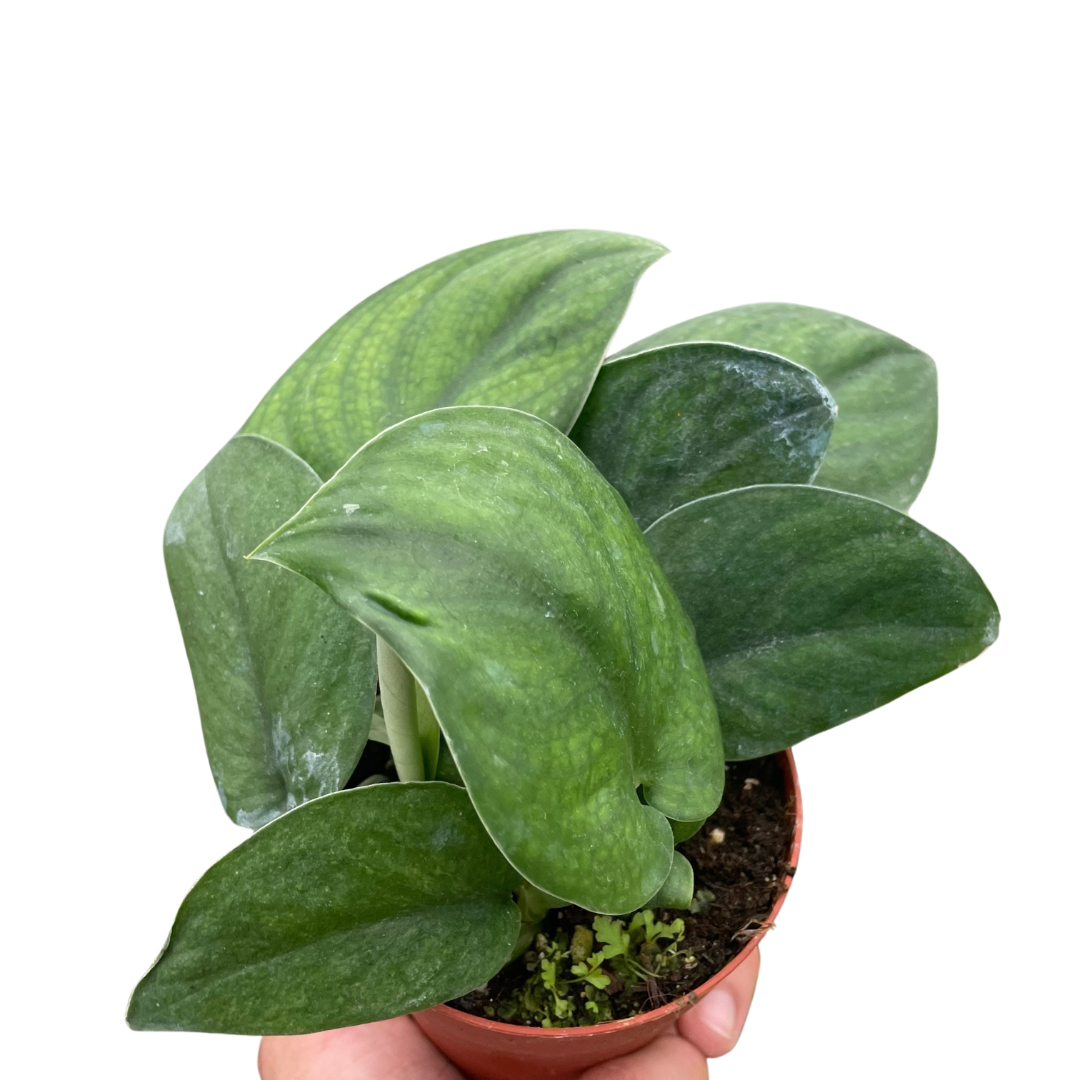 Pothos 'Jade Satin'  House Plant Dropship 4" Pot  