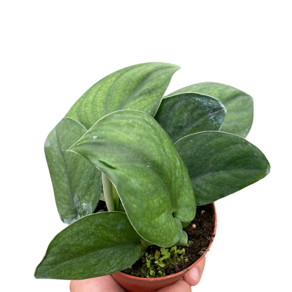 Pothos 'Jade Satin'  House Plant Dropship 4" Pot  