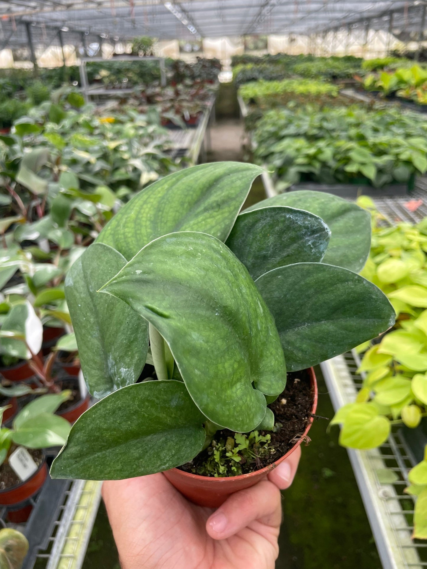 Pothos 'Jade Satin'  House Plant Dropship   