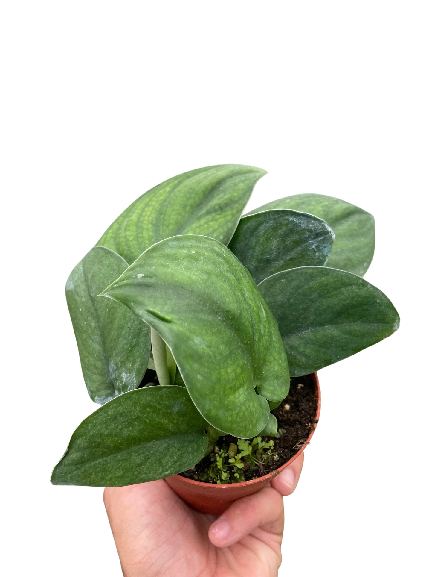 Pothos 'Jade Satin'  House Plant Dropship   