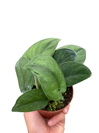 Pothos 'Jade Satin'  House Plant Dropship   