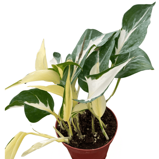 Pothos 'Mutant Manjula' House Plant Dropship