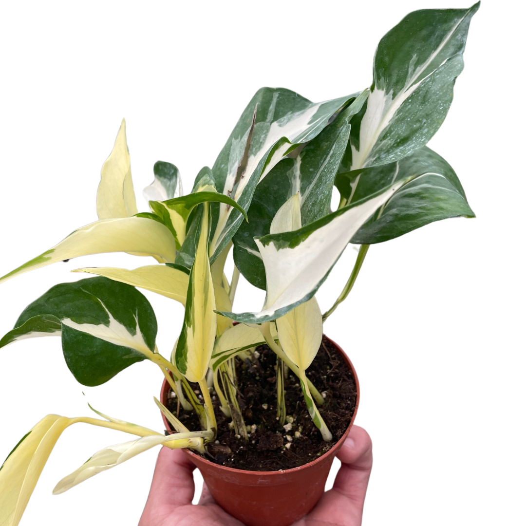 Pothos 'Mutant Manjula'  House Plant Dropship 6" Pot  