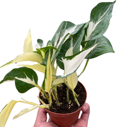 Pothos 'Mutant Manjula'  House Plant Dropship 6" Pot  