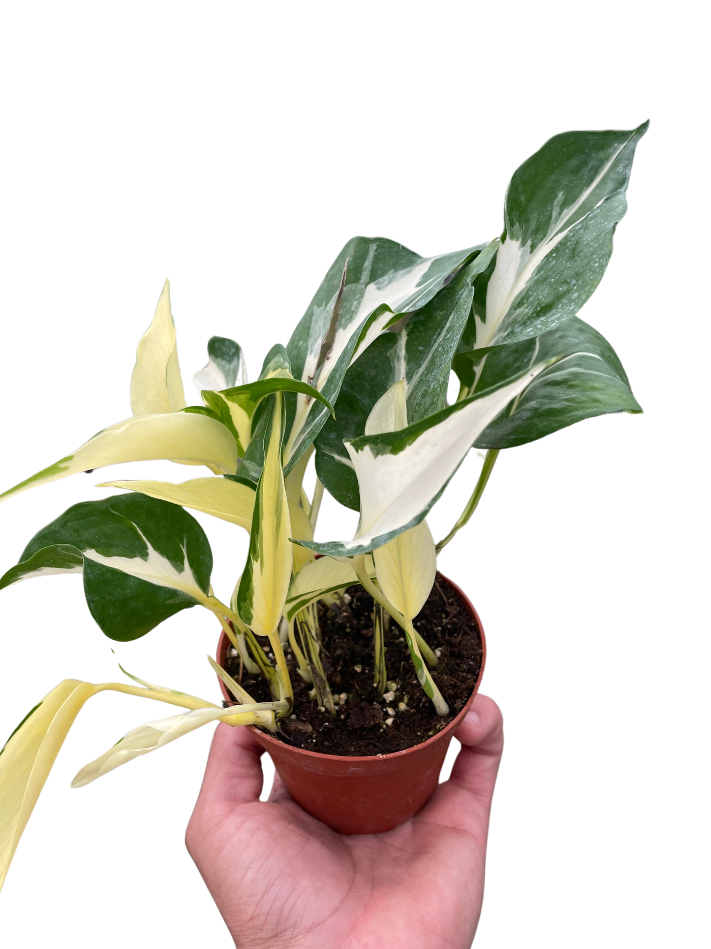 Pothos 'Mutant Manjula'  House Plant Dropship 4" Pot  