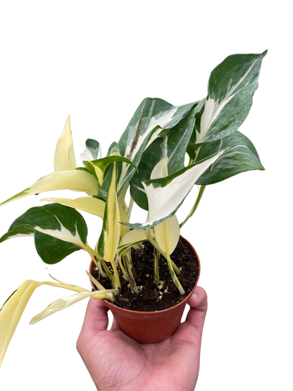 Pothos 'Mutant Manjula'  House Plant Dropship 4" Pot  