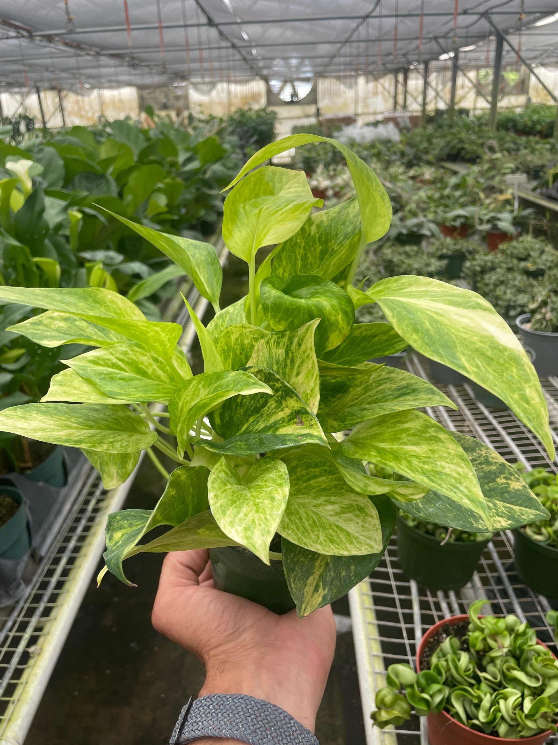 Pothos 'Neon Queen' Indoor Plants House Plant Wholesale 4" Pot  