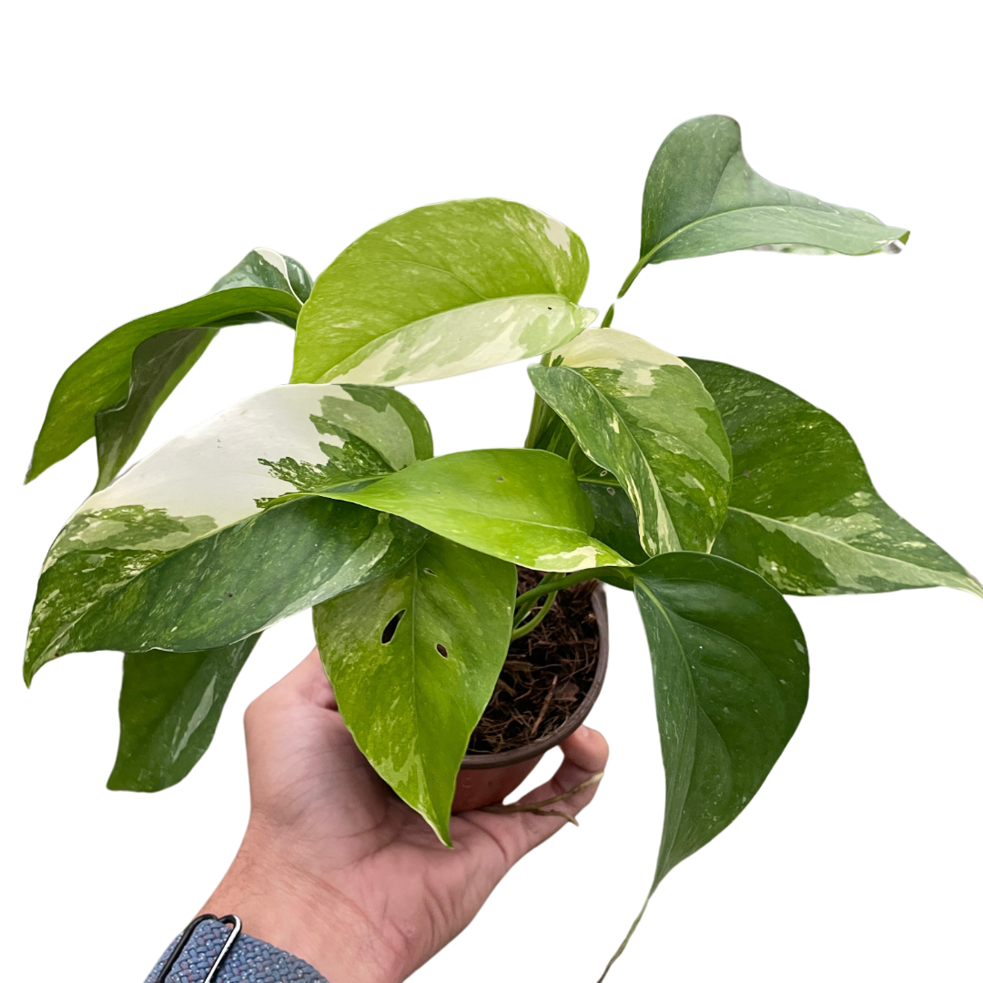 Pothos 'Albo Variegata'  House Plant Dropship   