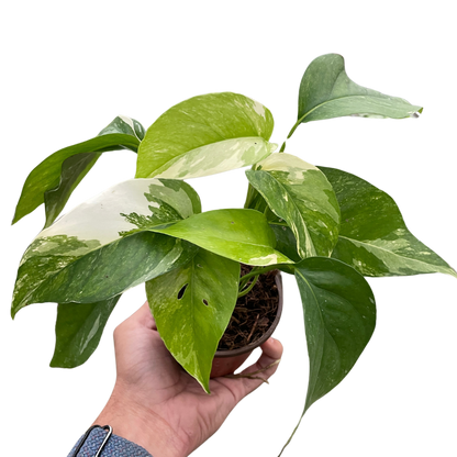 Pothos 'Albo Variegata'  House Plant Dropship   