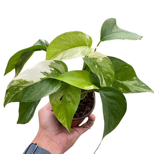 Pothos 'Albo Variegata'  House Plant Dropship   