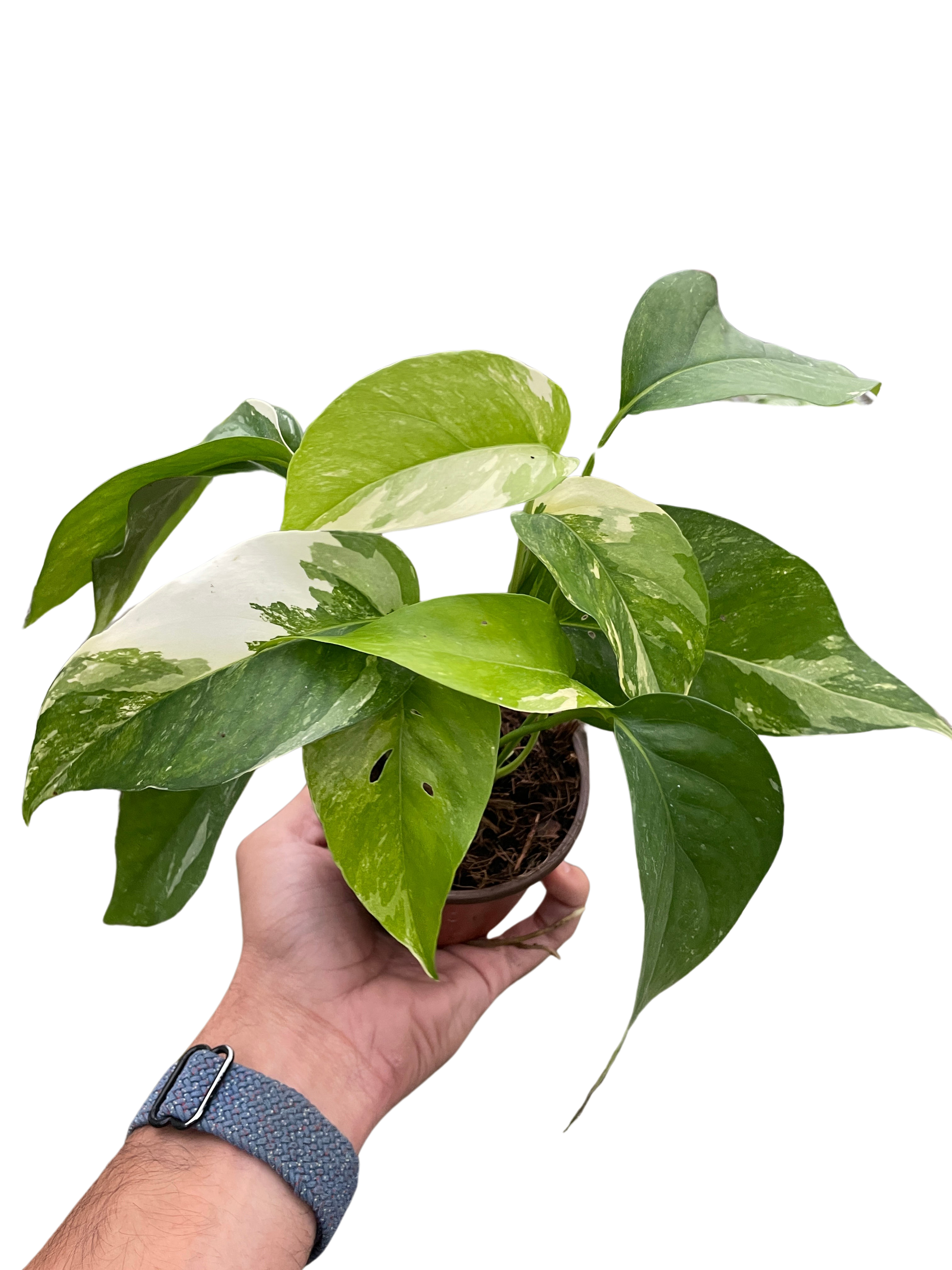 Pothos 'Albo Variegata'  House Plant Dropship   