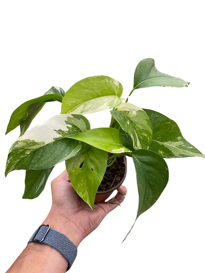 Pothos 'Albo Variegata'  House Plant Dropship   