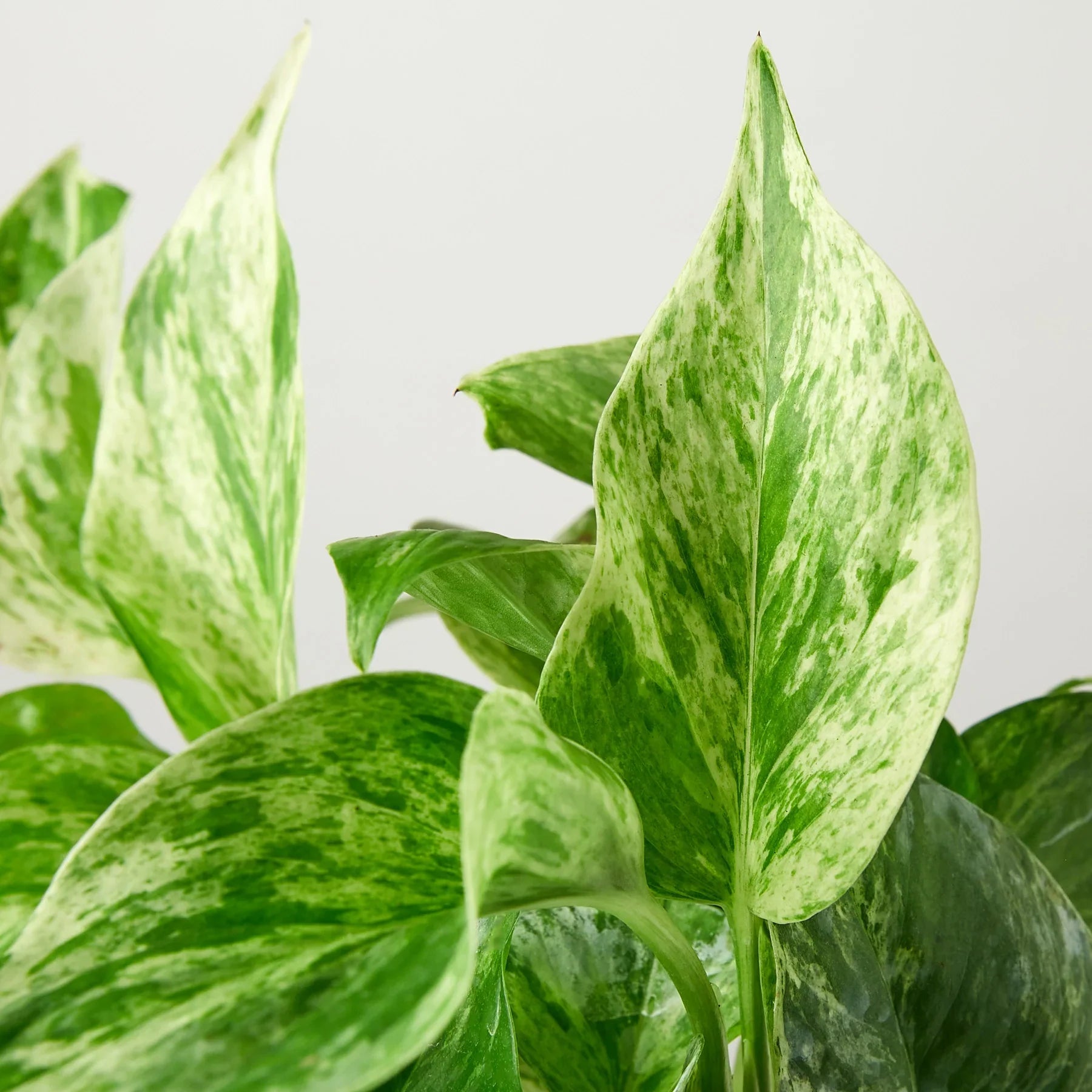 Pothos 'Marble Queen' Indoor Plants House Plant Dropship