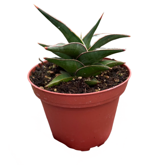 Snake 'Lavranos' Indoor Plants House Plant Wholesale