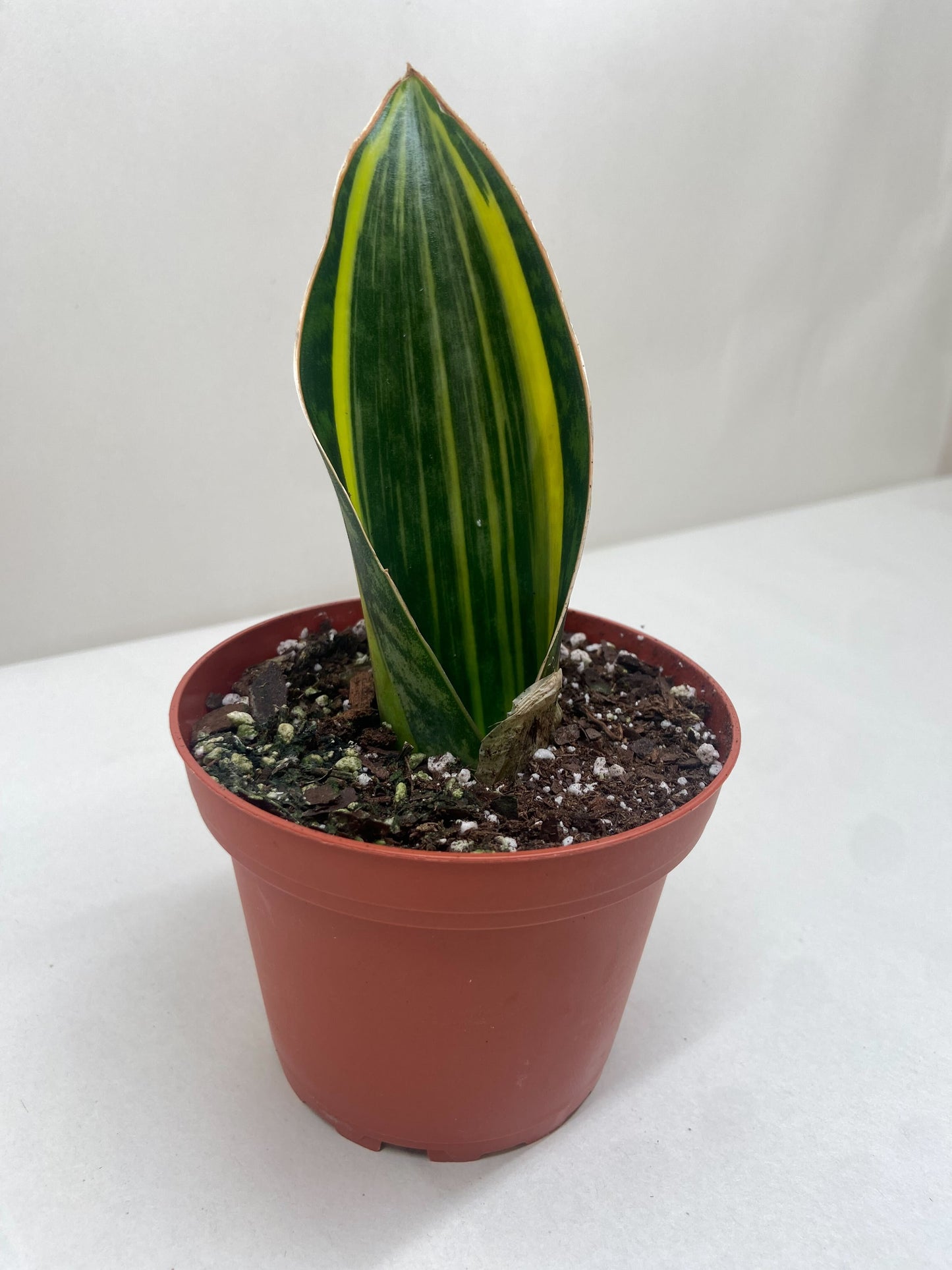 Variegated Shark Fin Snake Plant Indoor Plants House Plant Dropship 4" Pot