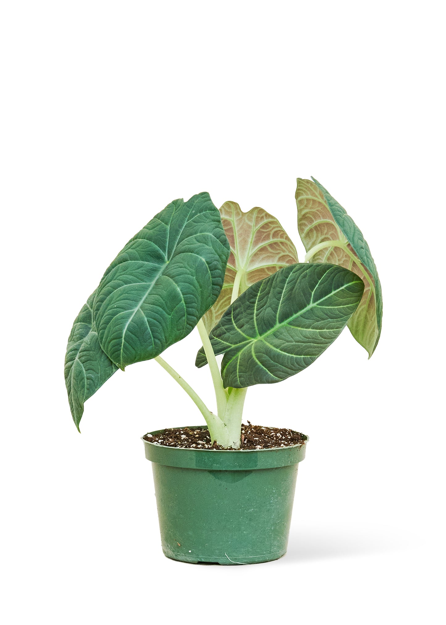Alocasia 'Grey Dragon'  Plant Boxx Medium 6" Pot (12-16" tall)  