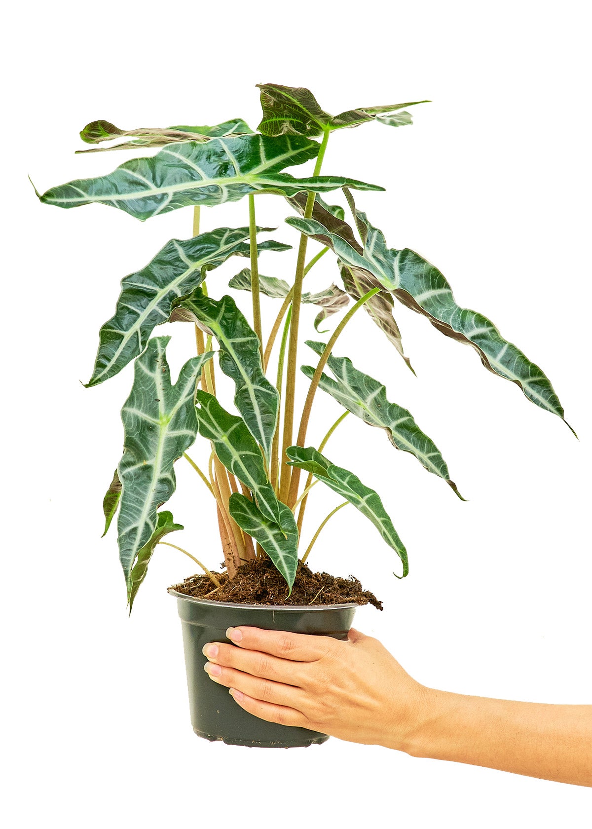 Alocasia 'Polly'  Plant Boxx Medium 6” Pot (~22" tall)  