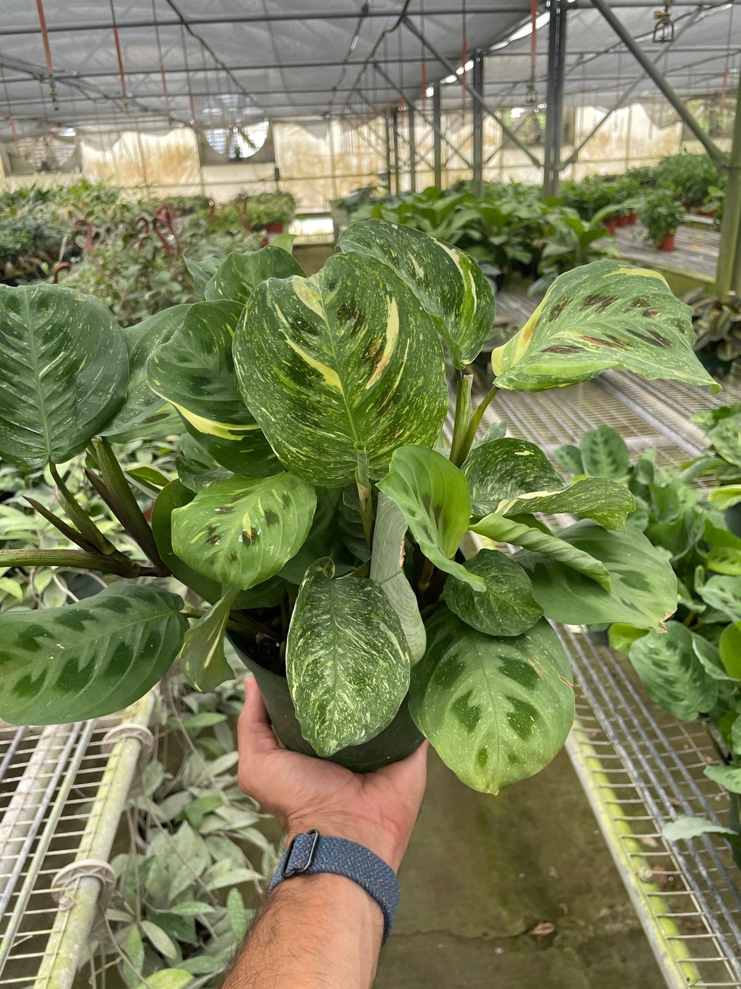 Maranta Variegated 'Beauty Kim' Default House Plant Dropship   