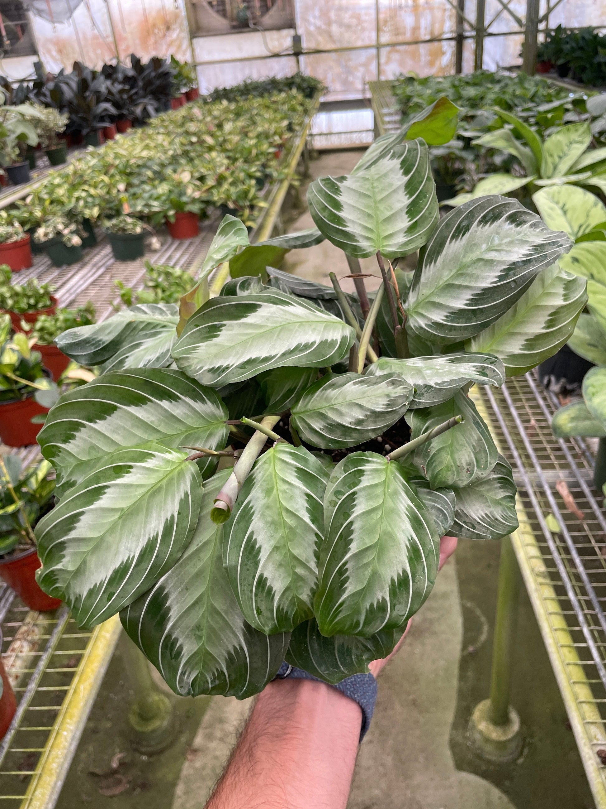 Maranta 'Silver Band' Default House Plant Dropship