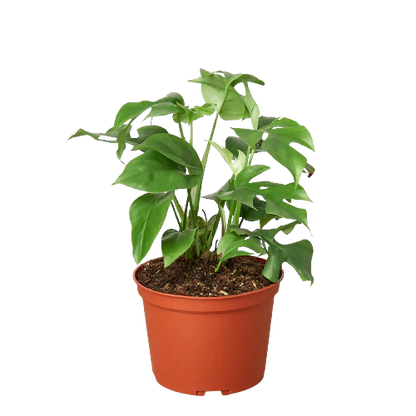 Philodendron Mini Monstera Minima 4" Plant (1pk/$2) ($6 Ship/15oz) House Plant Dropship   