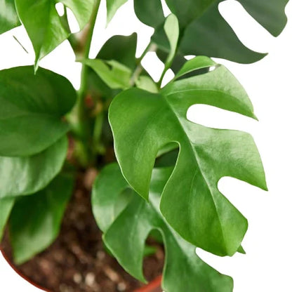 Philodendron Mini Monstera Minima 4" Plant (1pk/$2) ($6 Ship/15oz) House Plant Dropship   