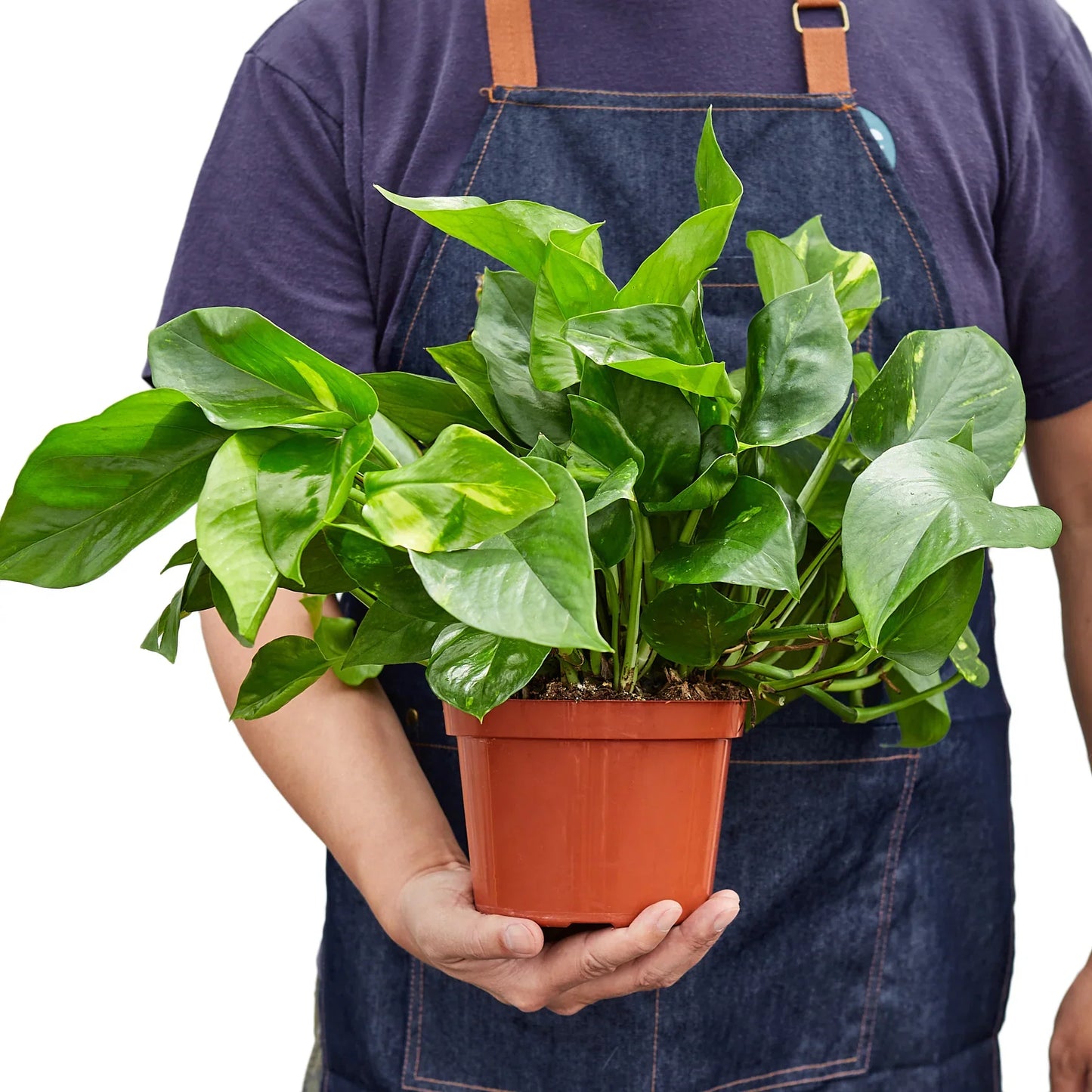 Pothos 'Golden' Indoor Plants House Plant Dropship   