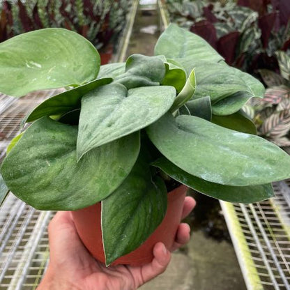 Pothos 'Jade Satin' House Plant Dropship