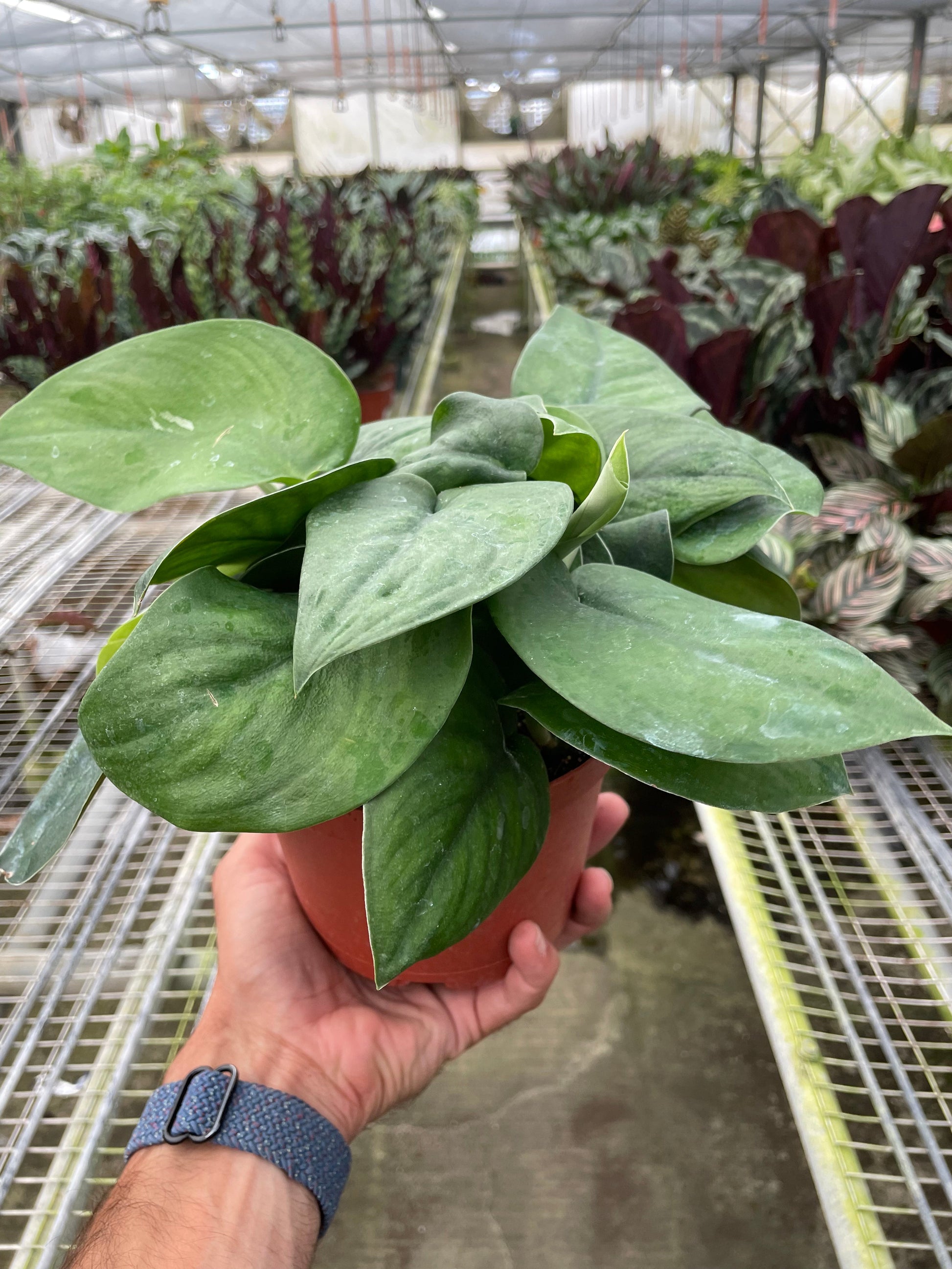 Pothos 'Jade Satin'  House Plant Dropship   