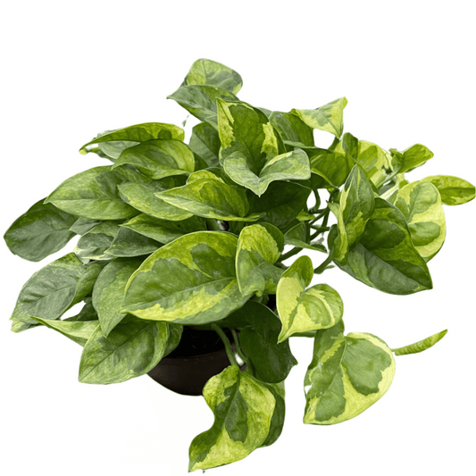 Pothos 'Lemon Meringue' Indoor Plants House Plant Dropship