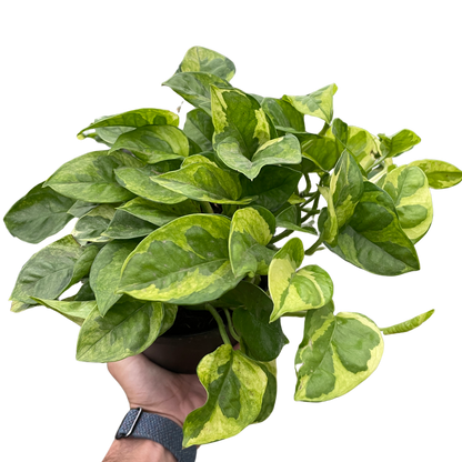 Pothos 'Lemon Meringue' Indoor Plants House Plant Dropship 6" Pot  