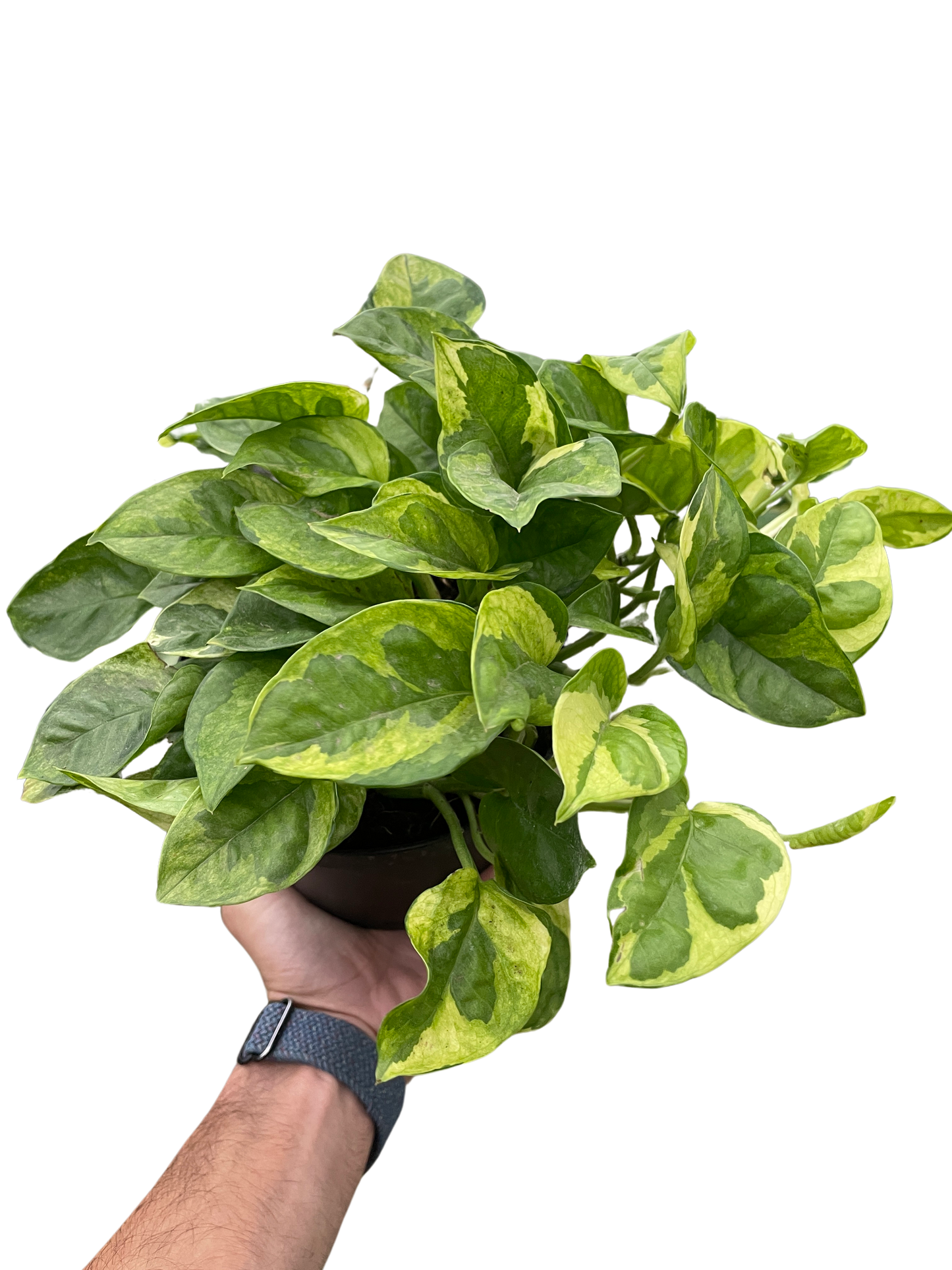 Pothos 'Lemon Meringue' Indoor Plants House Plant Dropship   