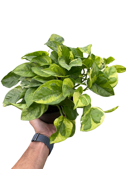 Pothos 'Lemon Meringue' Indoor Plants House Plant Dropship   