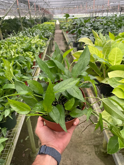 Pothos Skeleton Key  House Plant Dropship   