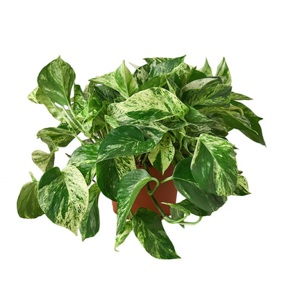 Pothos 'Marble Queen' Indoor Plants House Plant Dropship