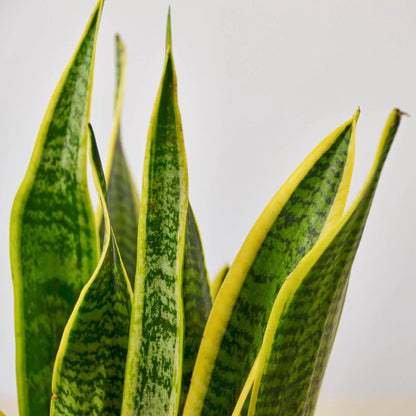 Snake Plant Laurentii Indoor Plants House Plant Dropship