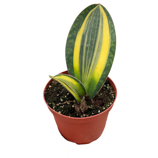 Variegated Shark Fin Snake Plant Indoor Plants House Plant Dropship 6" Pot