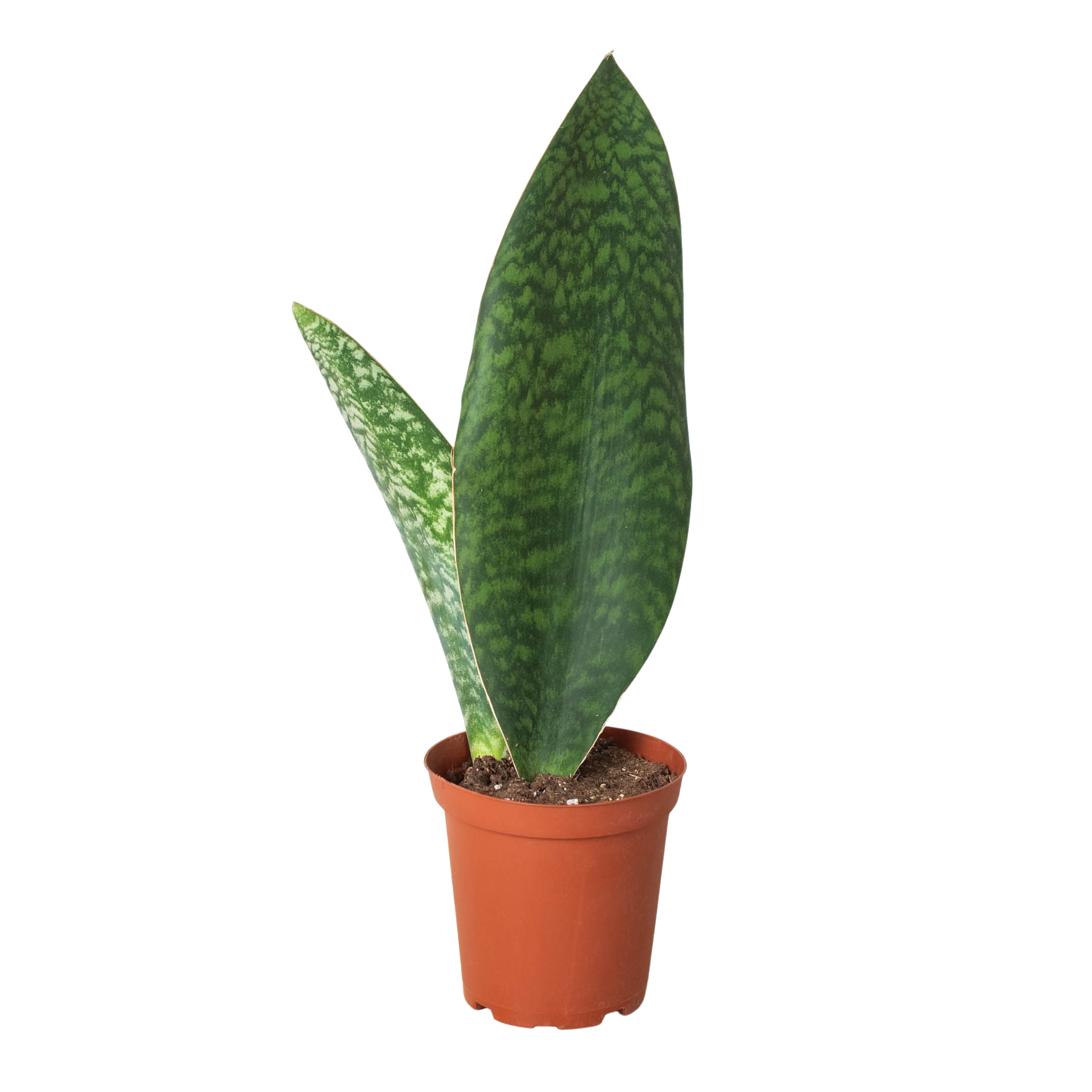 Shark Fin Snake Plant Indoor Plants House Plant Dropship 4" Pot