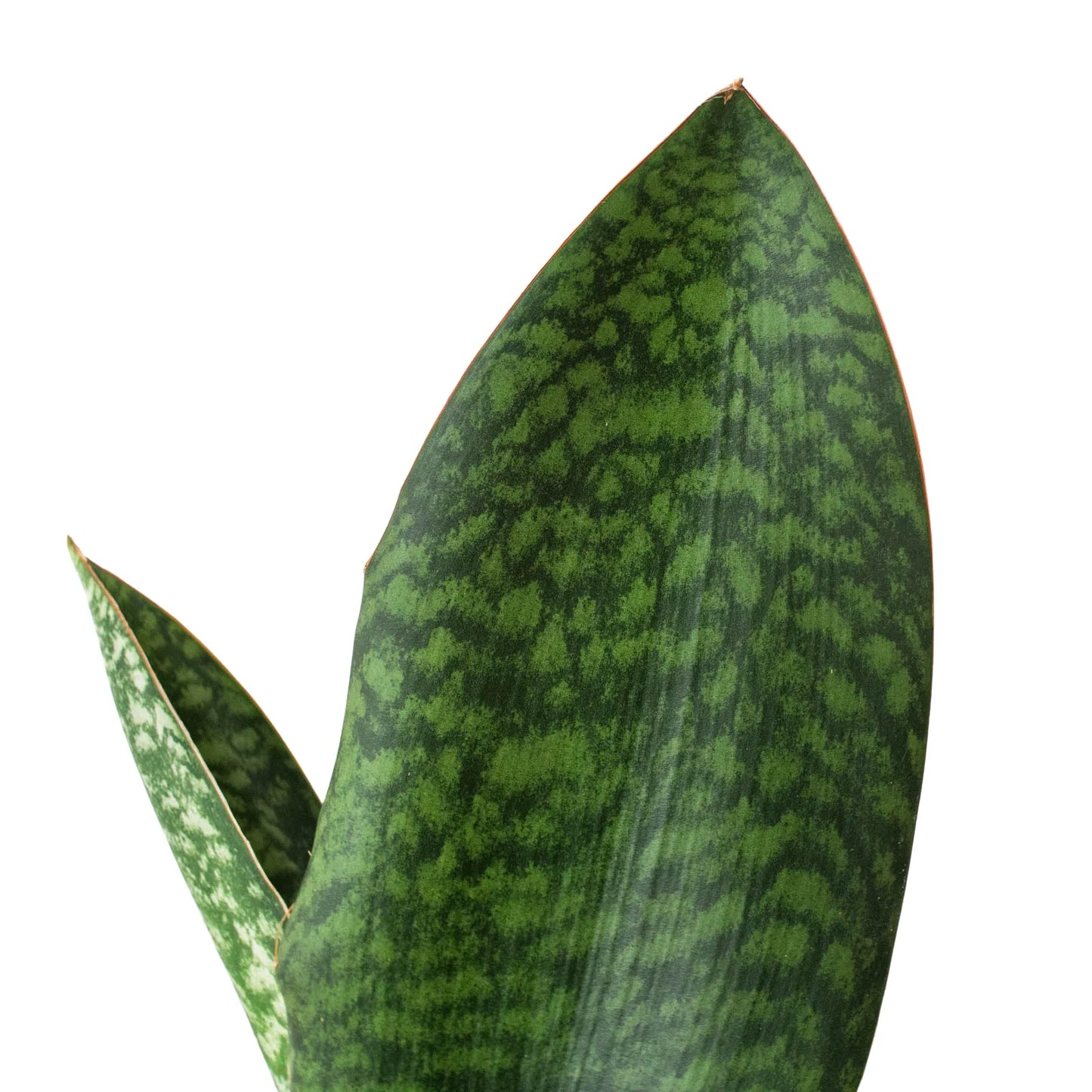 Shark Fin Snake Plant Indoor Plants House Plant Dropship