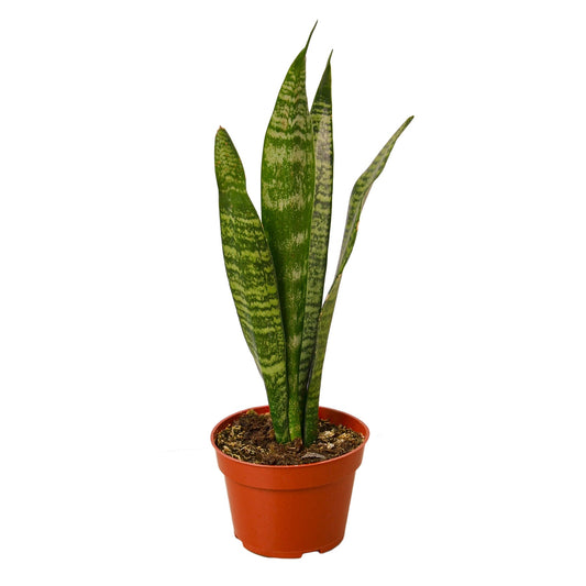 Snake Plant 'Zeylanica' Indoor Plants House Plant Dropship