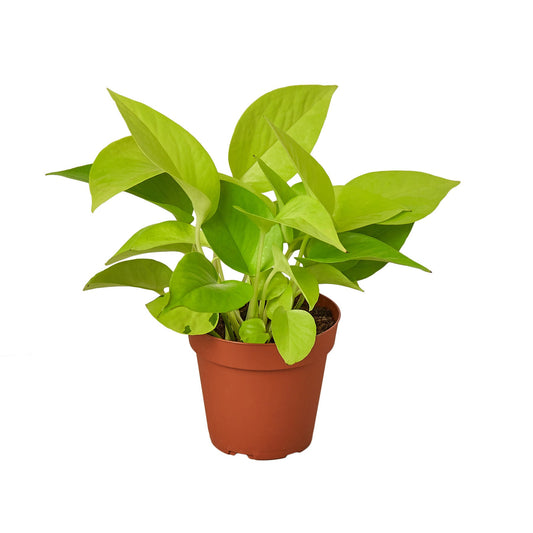 Pothos 'Neon' Indoor Plants House Plant Dropship 4" Pot  