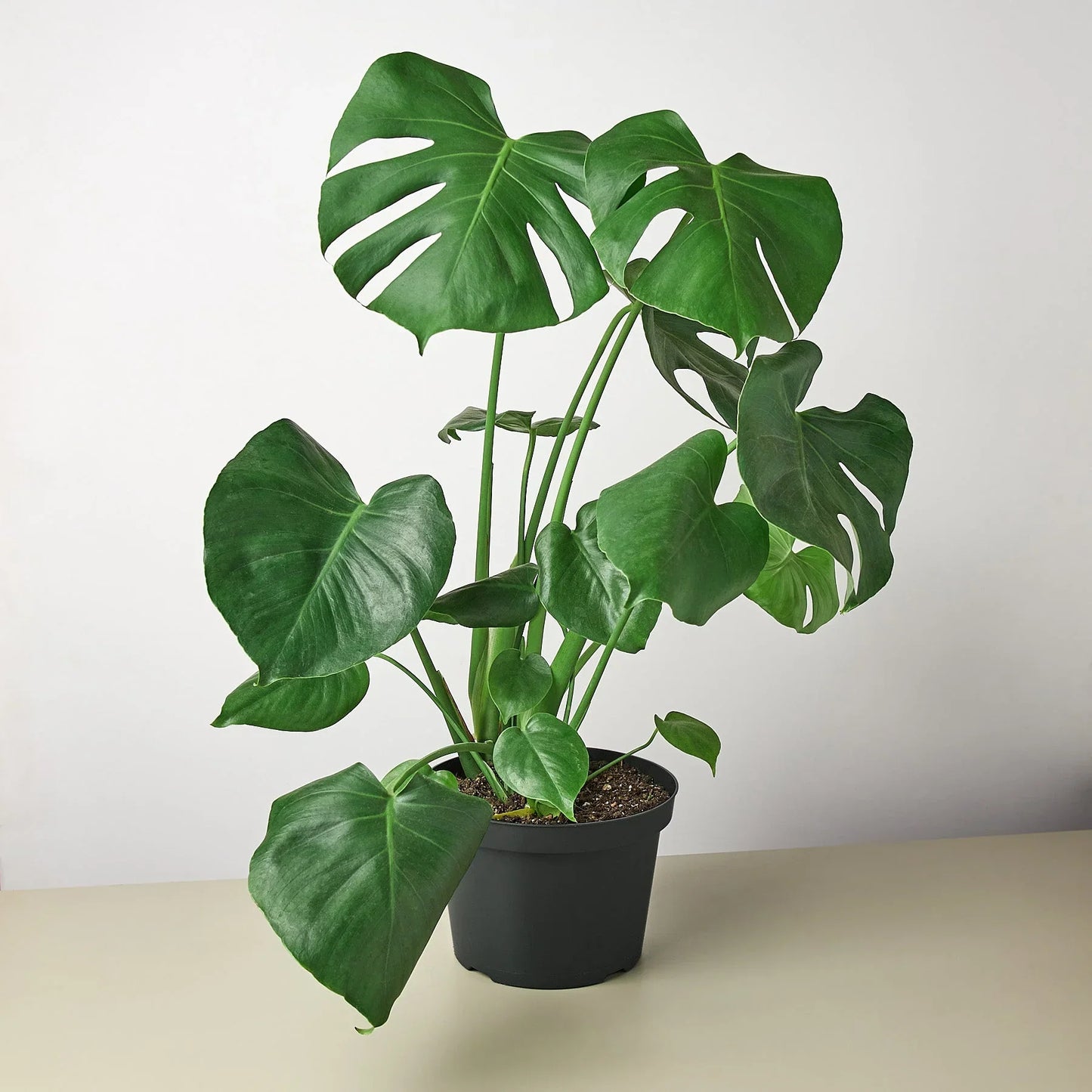 Philodendron Monstera Split-Leaf 4" Plant House Plant Dropship   