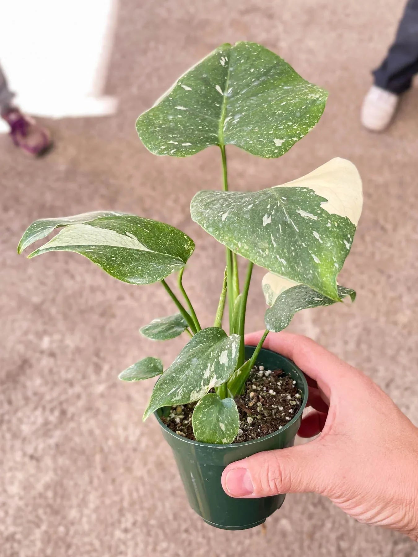 Monstera 'Thai Constellation'  House Plant Dropship   