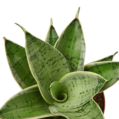 Snake Plant Starlight Indoor Plants House Plant Dropship