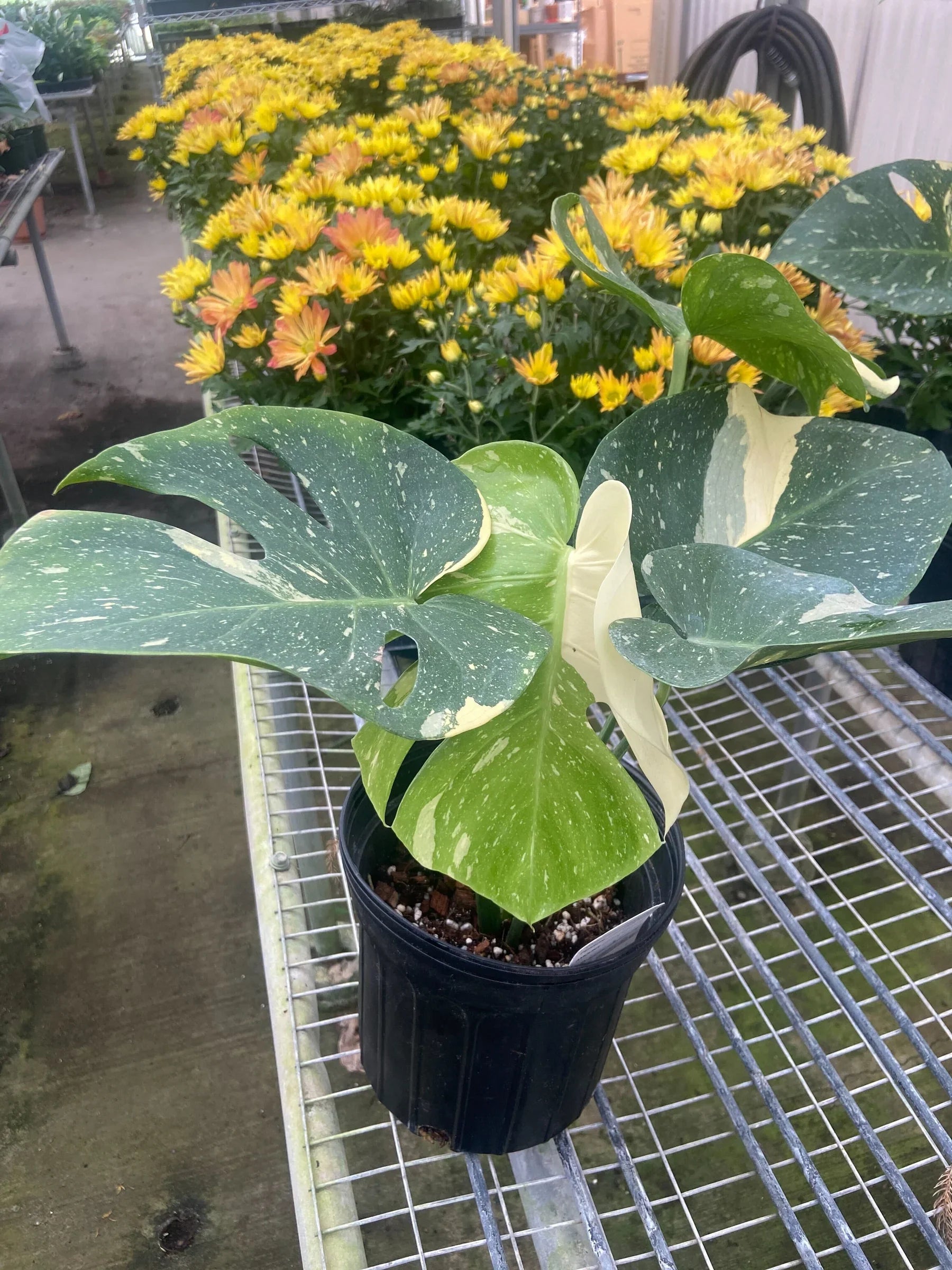 Monstera 'Thai Constellation'  House Plant Dropship   