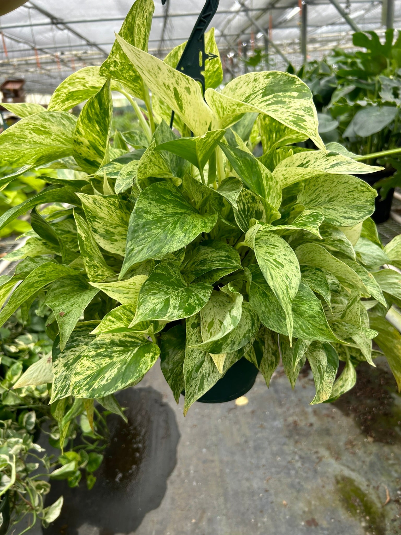 Pothos 'Marble Queen' Indoor Plants House Plant Dropship 8" Pot