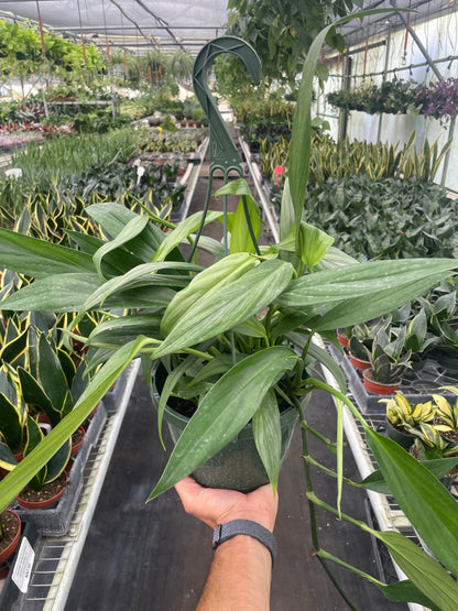 Pothos 'Silver Streak'  House Plant Wholesale   