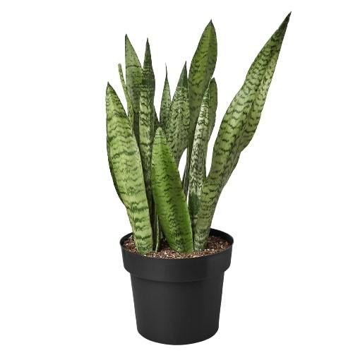 Snake Plant 'Zeylanica' Indoor Plants House Plant Dropship