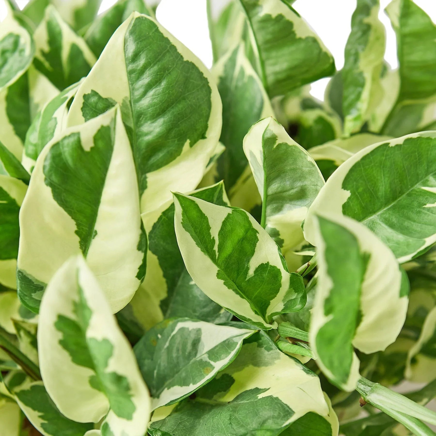 variegated vine house plants Pothos 'N'Joy'
