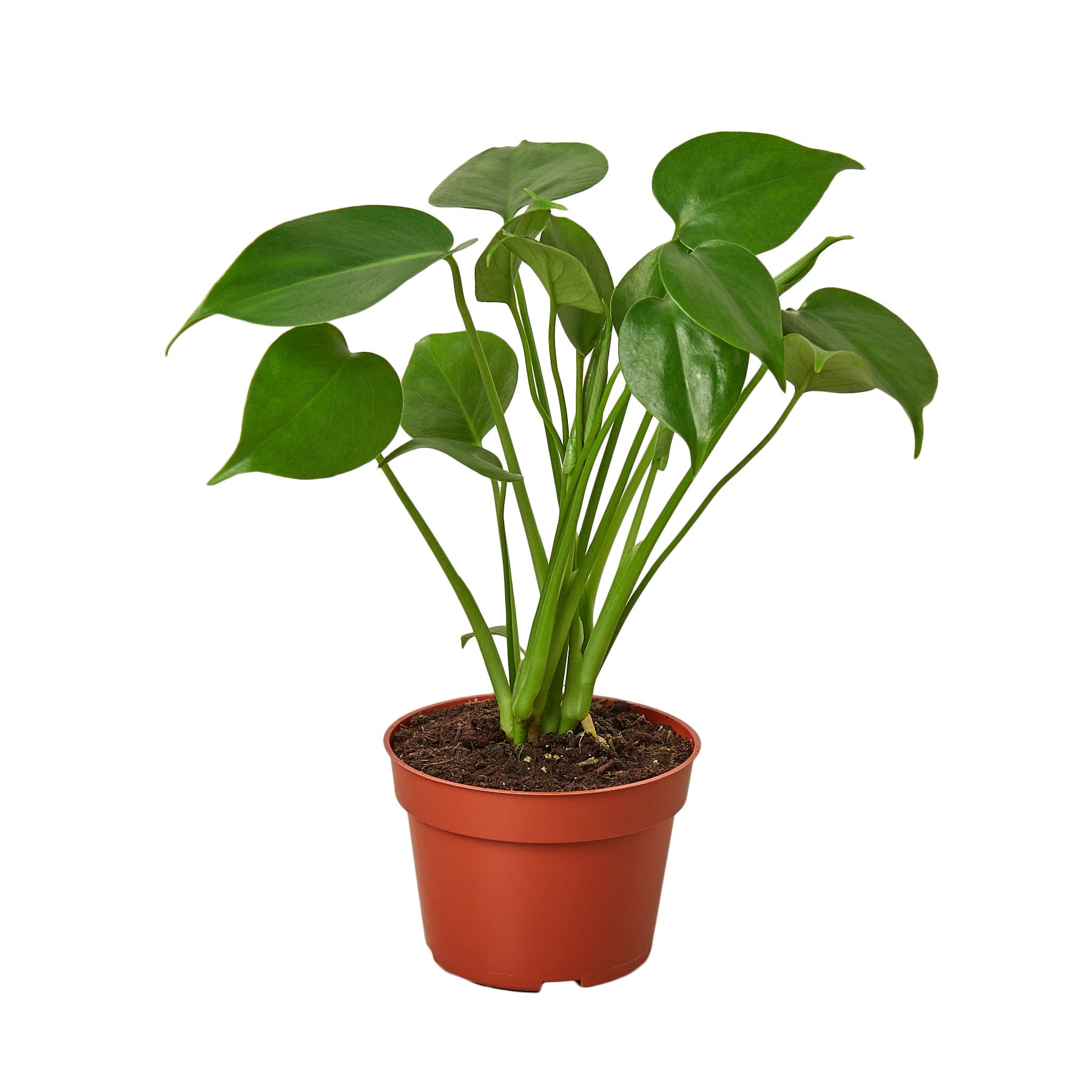 Philodendron Monstera Split-Leaf 4" Plant House Plant Dropship 4" Pot Nursery Pot 